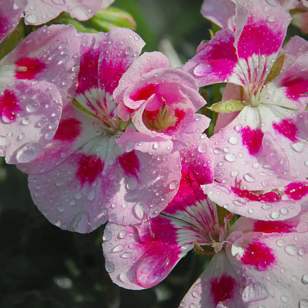 Geranium