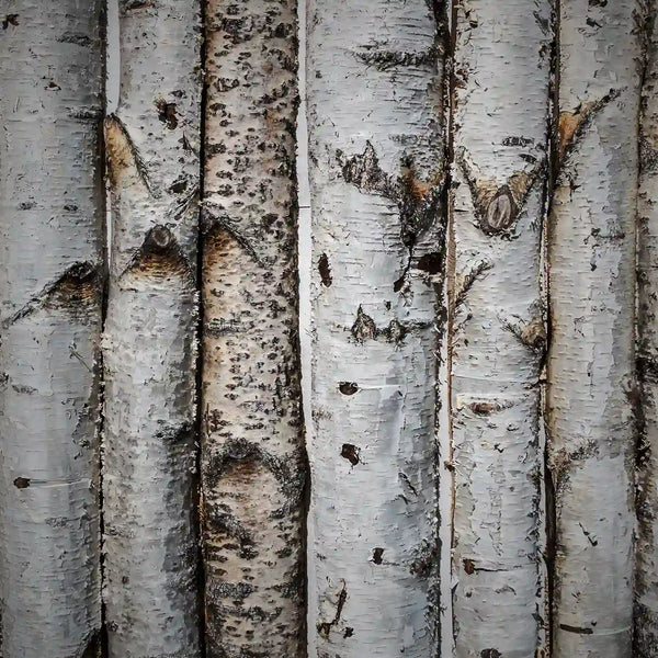 Birch