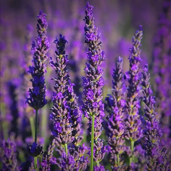 lavender